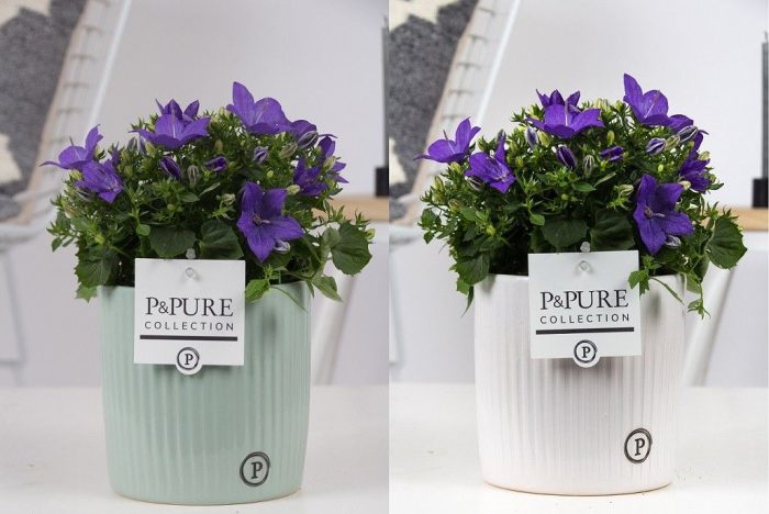 Campanula 'Napoli' Pure Sophie, D 15