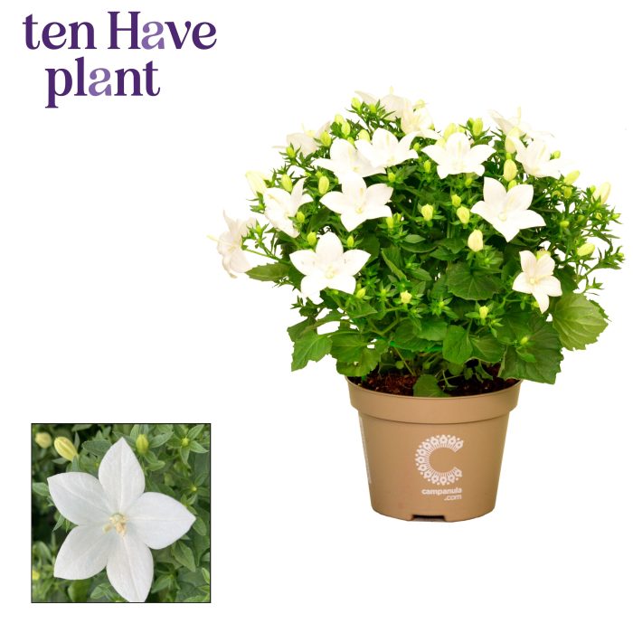 Campanula iso. 'Atlanta', D 11