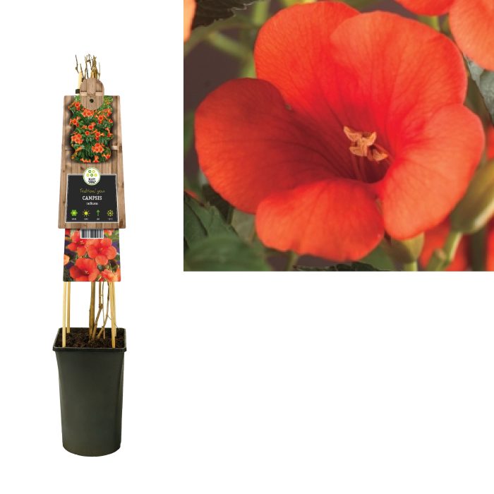 Campsis radicans +3.0 label, D 17