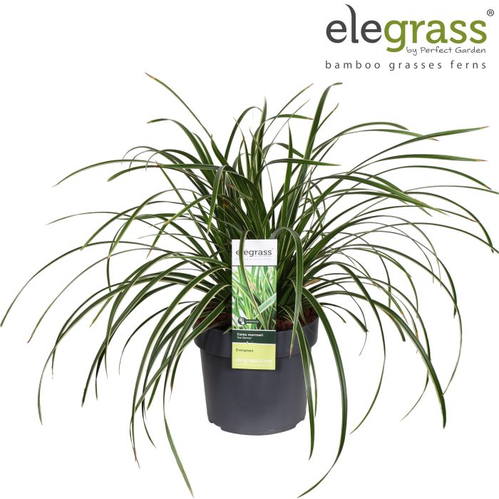 Carex morrowii 'Ice Dance' P19, D 19