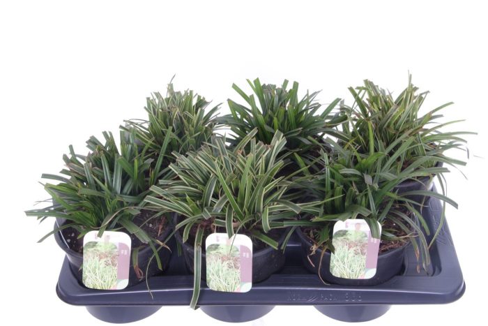 Carex morrowii Ice Dance, D 17