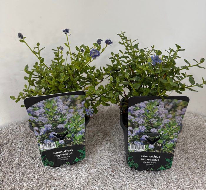 Ceanothus impressus Victoria, D 14