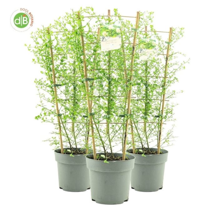 Ceanothus Thy. 'Snow Flurries', D 26