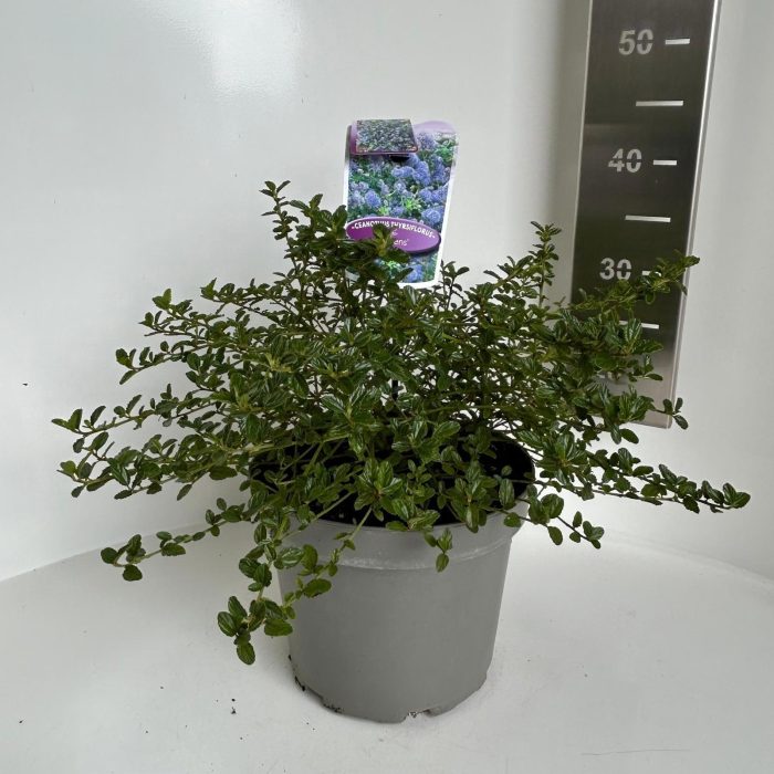 Ceanothus thyr. 'Repens', D 23