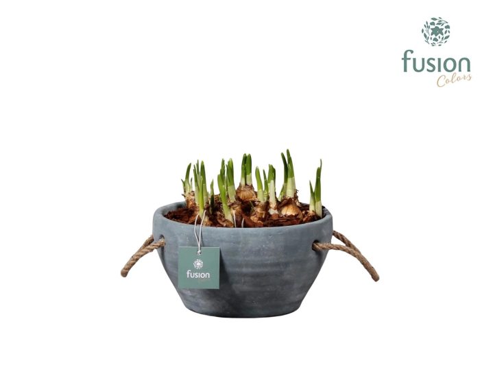 Cement pot met handvaten en Narcis, D 18