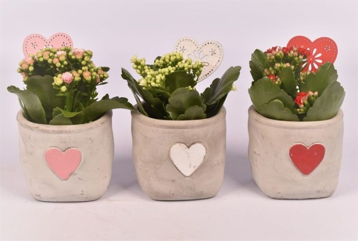 Cement potje met hart 11cm, D 10