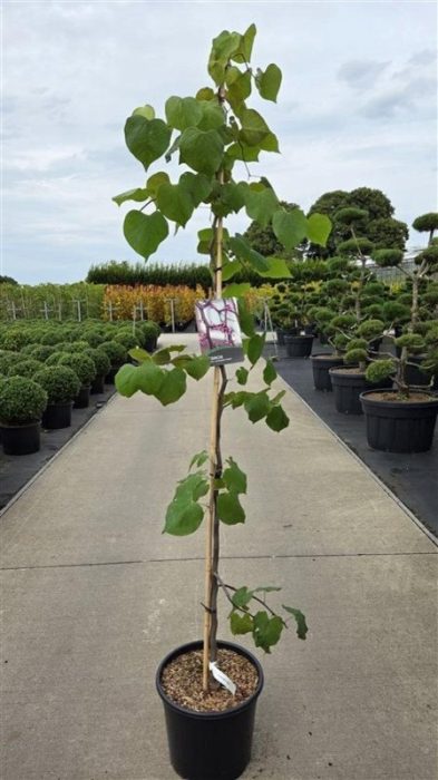Cercis can. Lavender Twist, D 40