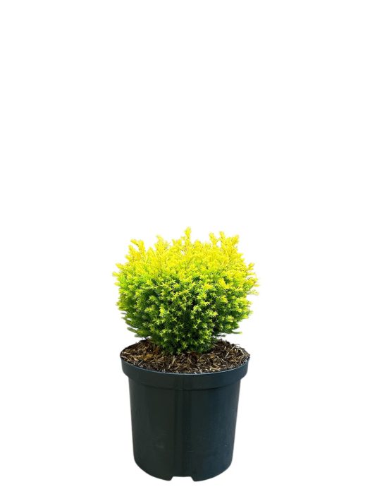 Chamaecyparis lawsonia 'Treasure Island', D 18
