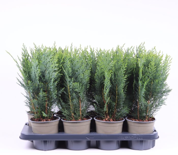 Chamaecyparis lawsoniana 'Columnaris', D 13