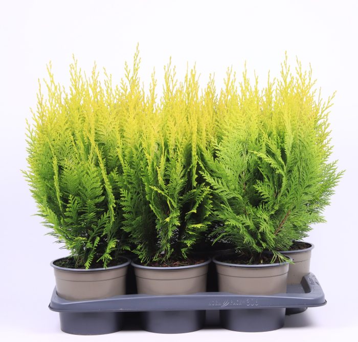 Chamaecyparis lawsoniana 'Ivonne', D 17