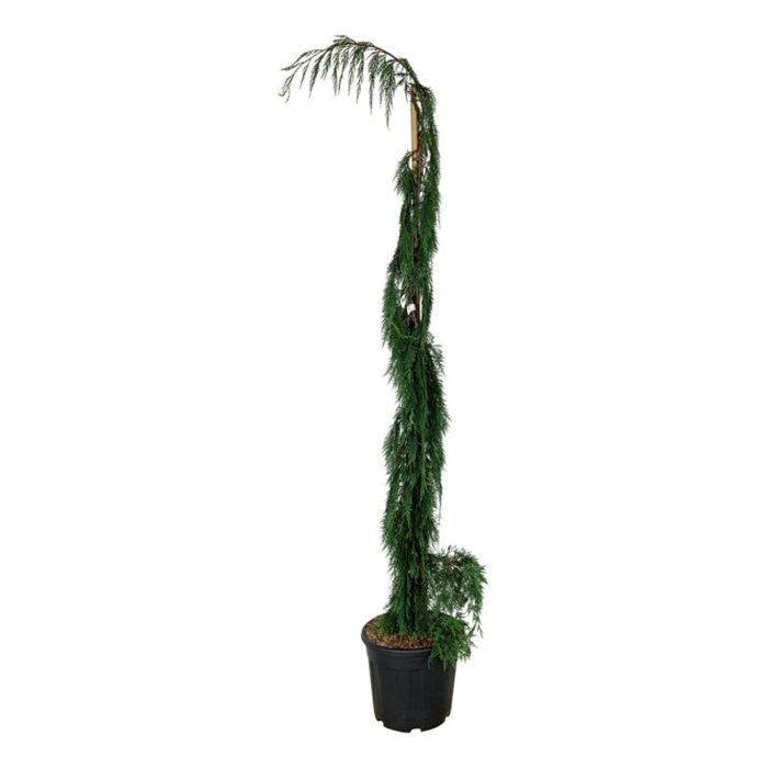 Chamaecyparis n. 'Moonshot', D 40