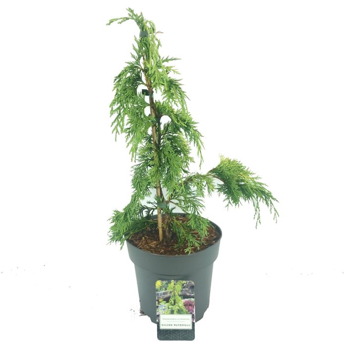 Chamaecyparis nootkatensis 'Golden Waterfall', D 22