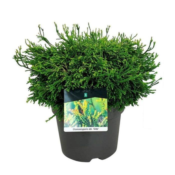 Chamaecyparis o. 'Gitte', D 24