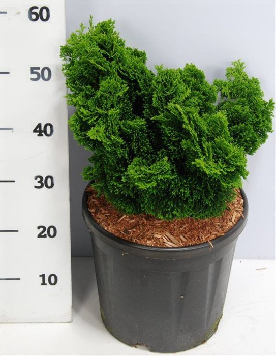 Chamaecyparis o. 'Nana Gracilis', D 38