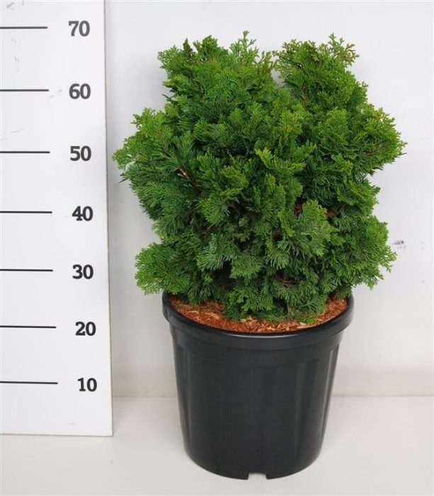 Chamaecyparis o. 'Nana Gracilis', D 38