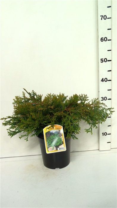 Chamaecyparis o. 'Pygmaea', D 19