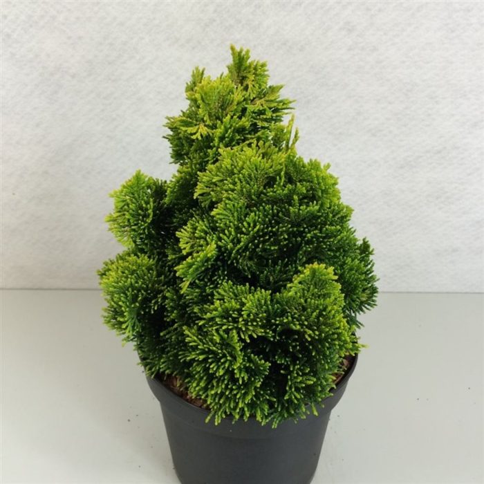 Chamaecyparis obt. 'Aurora', D 19