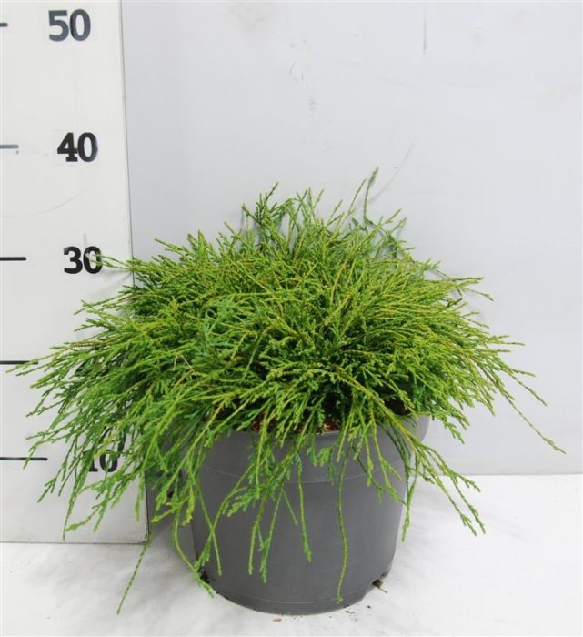 Chamaecyparis p. 'Filifera Nana', D 26