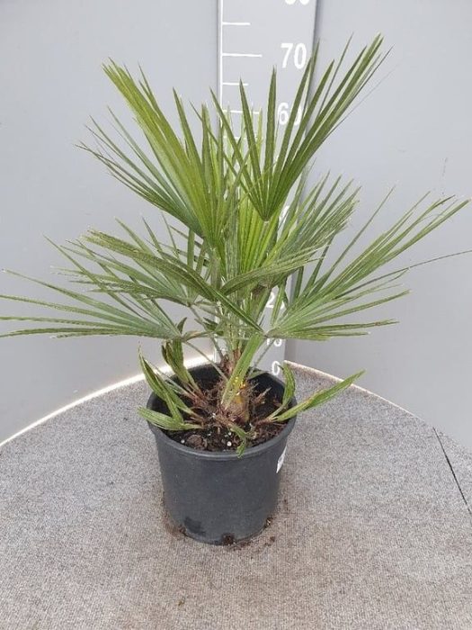 Chamaerops humilis P22, D 22