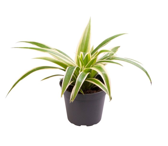 Chlorophytum Irish, D 6