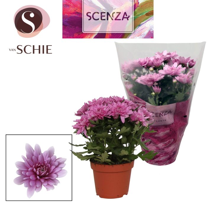 Chrysant Dynamic, D 13