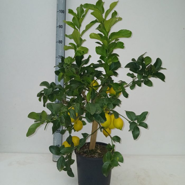 citrus, D 21