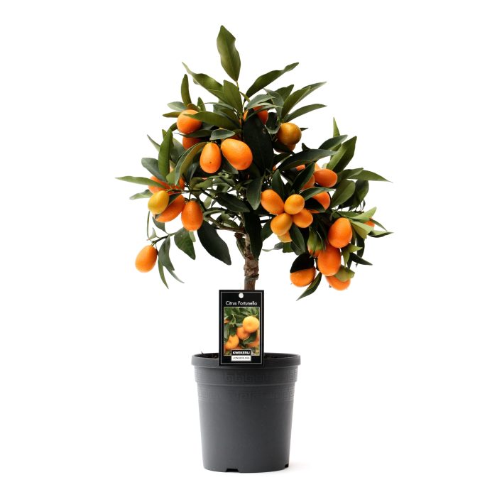 Citrus Kumquat, D 15