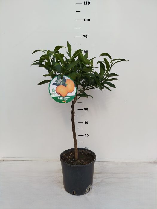 Citrus unshiu Satsuma, D 21
