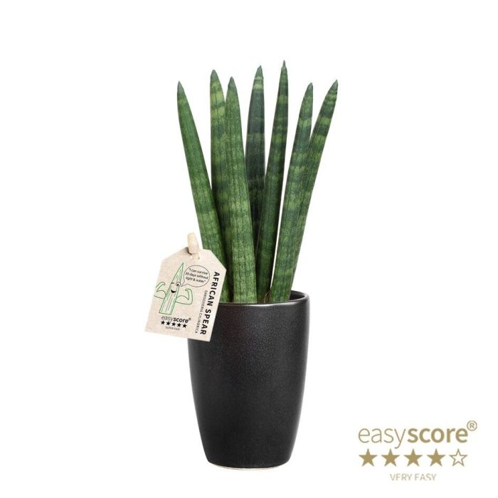 Classic Black, Sansevieria ´Straight´, D 7