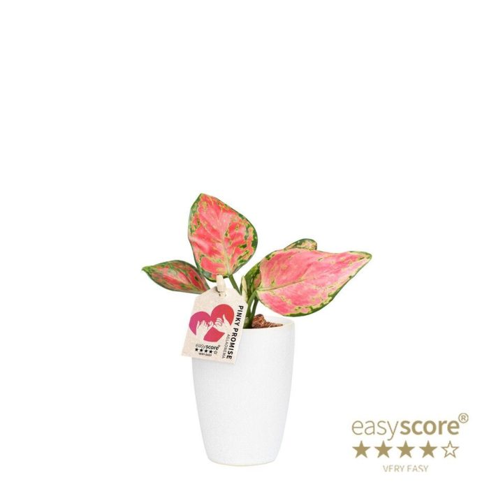 Classic White, Aglaonema ´Pinky Promise´, D 7