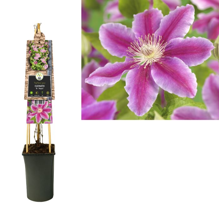 Clematis 'Dr. Ruppel' +3.0 label, D 17