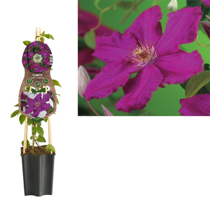 Clematis 'Ernest Markham' +3.0 label, D 15