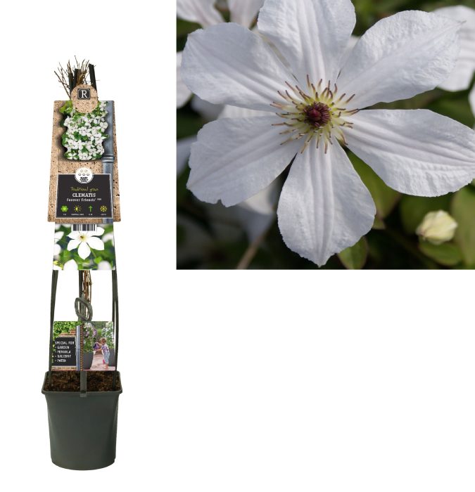 Clematis 'Forever Friends' PBR +3.0 label, D 23