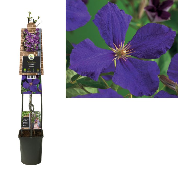 Clematis 'Jackmanii' +3.0 label, D 23