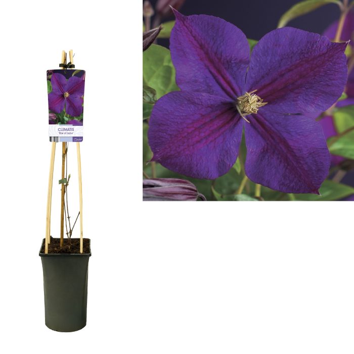 Clematis 'Star of India' +light label, D 17