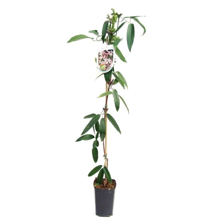 Clematis armandii 'Apple Blossom' 80-100 P14/C2, D 14