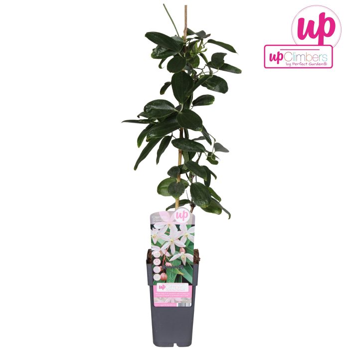 Clematis armandii Apple Blossom P15, D 15