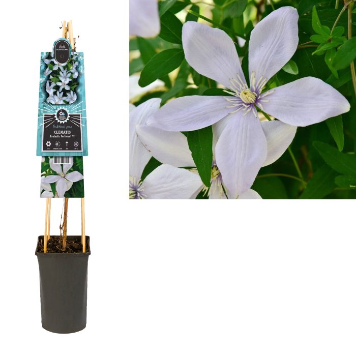 Clematis Fantastic Perfume PBR +light label, D 17