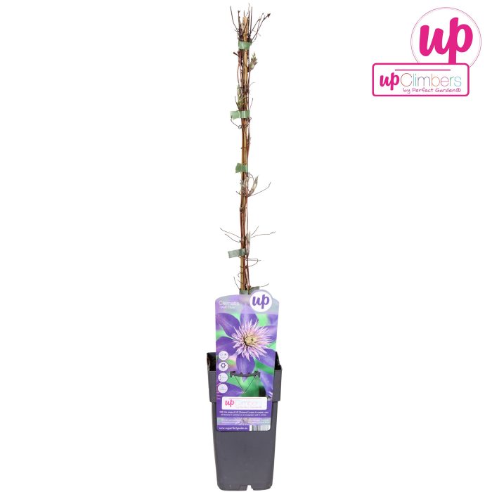 Clematis Multi Blue P15, D 15