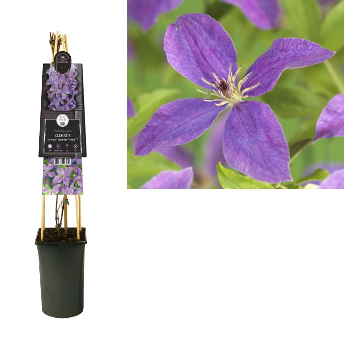 Clematis So Many® Lavender Flowers PBR +3.0 label, D 17