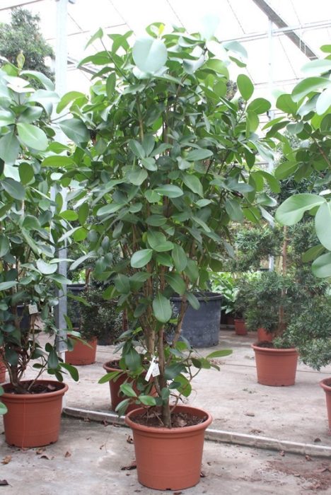 Clusia rosea, D 60