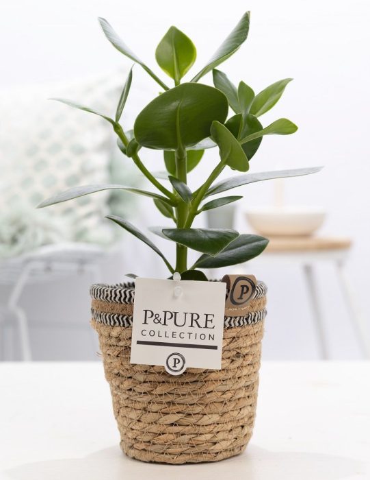 Clusia Rosea Princess in P&PURE Basket 6, D 12
