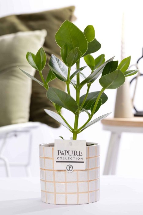 Clusia Rosea Princess in P&PURE Tirza ceramics, D 12