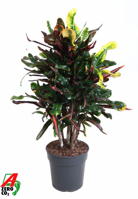 Codiaeum Mammi vertakt P24, D 24