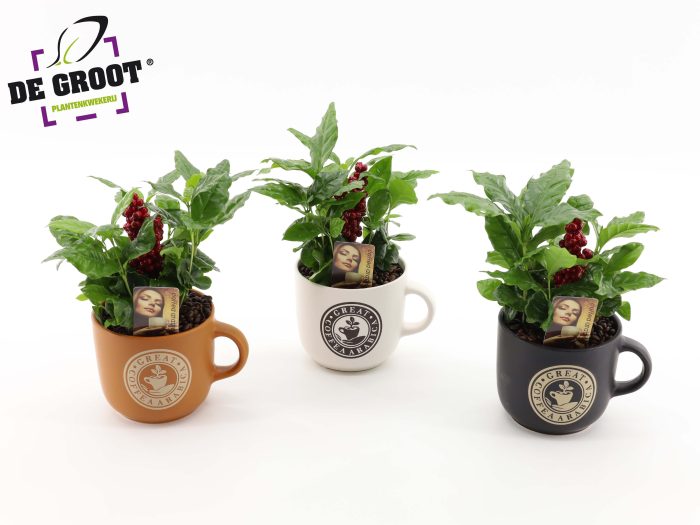 Coffea in div. kleuren mok met bark en bijsteker, D 12
