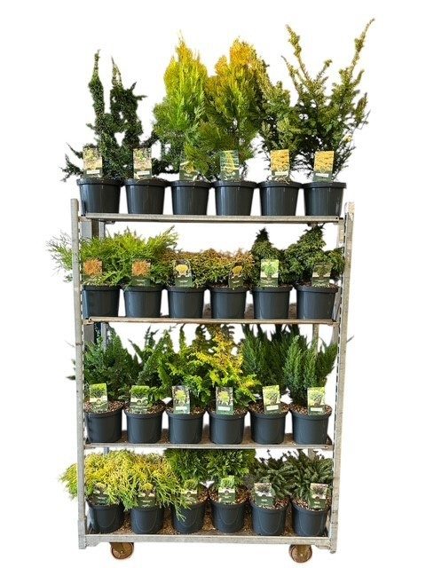 Coniferen Standaard Mix C5, D 23