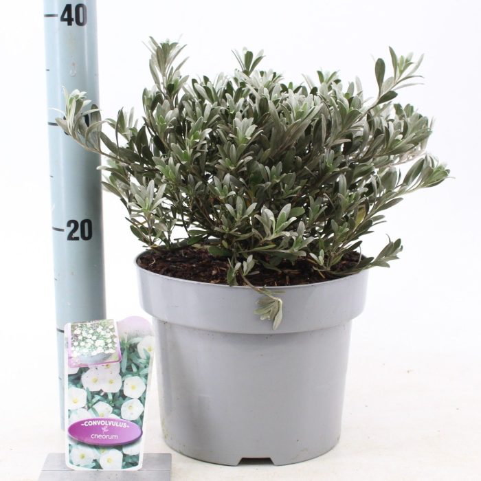 Convolvulus cneorum, D 23