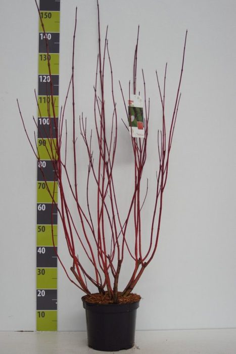 Cornus alba 'Sibirica' C 7,5, D 27
