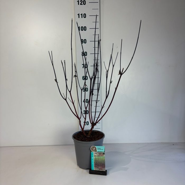 Cornus alba Kesselringii, D 24