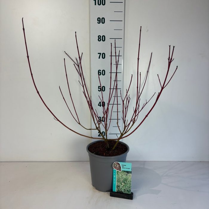 Cornus alba Sibirica Variegata, D 24